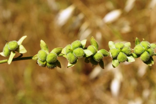 Cynoglossum creticum